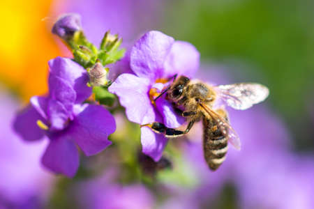 Bee on the flower. Small useful insect is working and making honey. Honeybee with wing on the blossom. Spring at countryside of meadow.の写真素材
