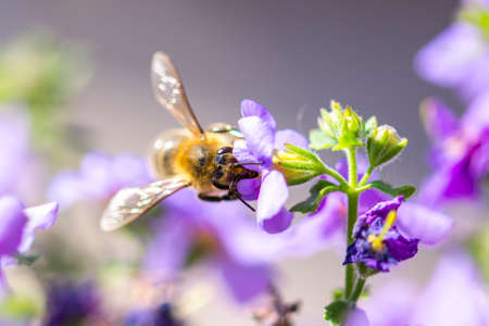 Bee on the flower. Small useful insect is working and making honey. Honeybee with wing on the...