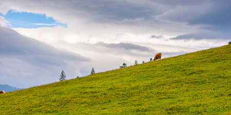 Slovenia pasture big plateau (velika planina). Cows on the pasture in Slovenia Alps. Green grass, fresh nature.の写真素材