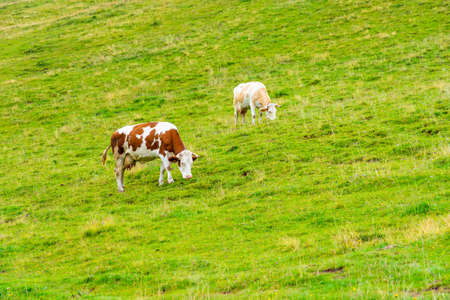 Slovenia pasture big plateau (velika planina). Cows on the pasture in Slovenia Alps. Green grass, fresh nature.の写真素材