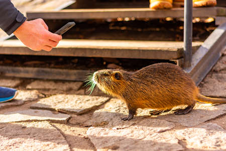 Tourist is taken photo of nutria with mobile phone. Portrait of wet river rat in city streetの写真素材
