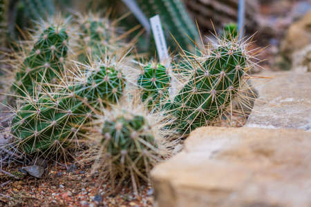 Closeup detail view of cactus plant in botany garden.