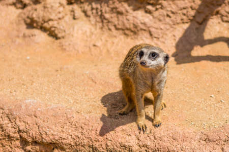 Meerkat animal (latin name Suricata Suricatta) in the wild. Detail of african animal walking on the ground. Watchful guarding animal is guarding on nearby area.の写真素材