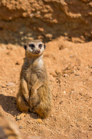 Meerkat animal (latin name Suricata Suricatta) in the wild. Detail of african animal walking on the ground. Watchful guarding animal is guarding on nearby area.の写真素材