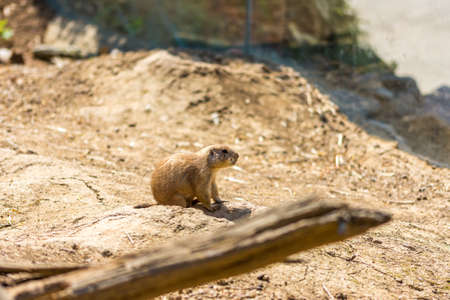 The Prairie Dog (latin name Cynomys ludovicianus) on the ground. Rodent animal coming from Africa.