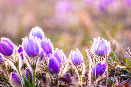 Greater pasque flowers (Pulsatilla grandis) with water drops, nature reserve in "Kamenný vrch - Koniklecová louka", Brno City, Czech republic, Europe. Sunny March day after rain. Beauty spring flowerの写真素材