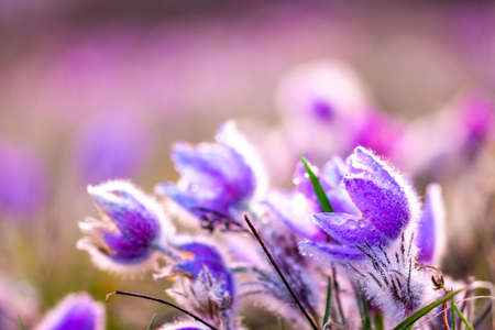 Greater pasque flowers (Pulsatilla grandis) with water drops, nature reserve in "KamennÃ½ vrch - KoniklecovÃ¡ louka", Brno City, Czech republic, Europe. Sunny March day after rain. Beauty spring flowerの写真素材