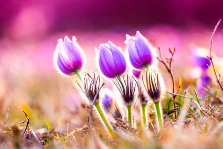 Greater pasque flowers (Pulsatilla grandis) with water drops, nature reserve in "KamennÃ½ vrch - KoniklecovÃ¡ louka", Brno City, Czech republic, Europe. Sunny March day after rain. Beauty spring flowerの写真素材