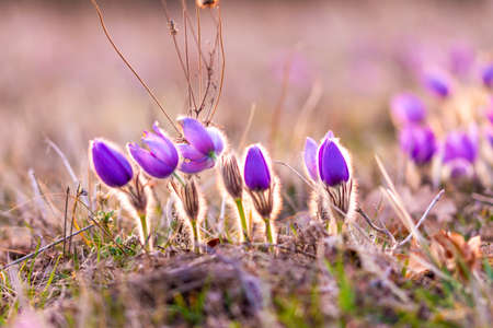 Greater pasque flowers (Pulsatilla grandis) with water drops, nature reserve in "KamennÃ½ vrch - KoniklecovÃ¡ louka", Brno City, Czech republic, Europe. Sunny March day after rain. Beauty spring flowerの写真素材