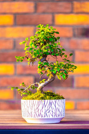 Bonsai (carpinus tree) in the white pot is placed on brown brick background. Small zen tree with...