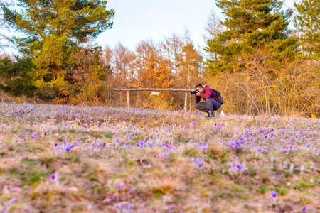 Young photographer is taking macro photo of pulsatilla blossom on the meadow in nature reservation "Kamenny vrch" in Brno city. Sunset after tranquil march day. Purple blossoms and vibrant colors.の写真素材
