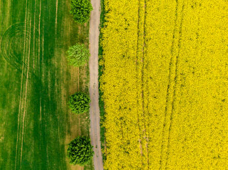 Aerial view of road between green and yellow fields. Agriculture drone shot of canola rapeseed field...