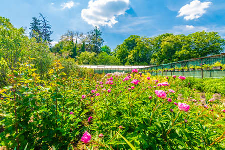 Field of flowers in bloom with greenhouse building in background. Summer day in garden, blue sky.の写真素材