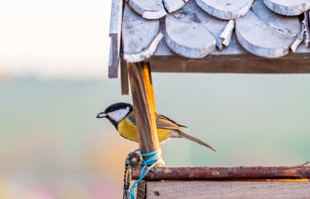 Hungry titmouse bird (latin name Parus major) is eating the sunflower seed in the wooden bird feeder. Birdfeeder in shape of house for small birds is placed on handrail. Closeup shot of wildlife.の写真素材