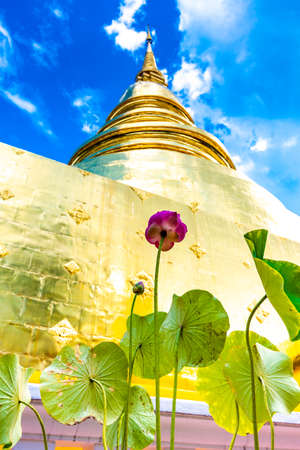 Purple lotus blossom before the golden stupa in Wat Phra Singh, Thailand. Beautiful flower in park...