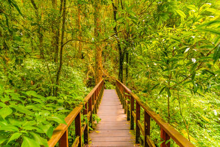 Wooden tourist path at Doi Inthanon national park, Thailand. Beautiful place in tropical rainforest...