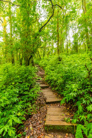Wooden tourist path at Doi Inthanon national park, Thailand. Beautiful place in tropical rainforest with fresh green plants after rain with big humidity and fog in far. Chiang Mai province.の写真素材