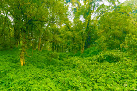 Doi Inthanon nature park, Thailand. Tropical rainforest with fresh green trees and plants. Shortly after rain, fog in the far. Tourist trail path near in jungle. Vibrant colors.の写真素材
