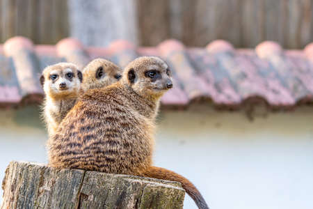 Common meerkat (Suricata suricatta) is guarding on the lookout tower. Watchful animal is standing on...