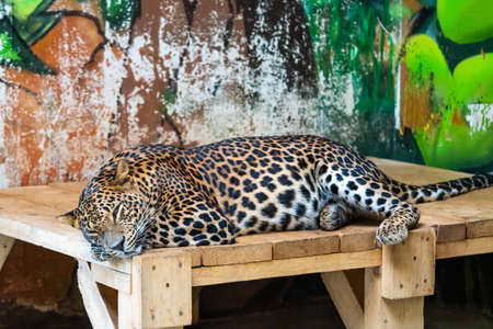 Leopard (latin name Panthera pardus kotiya) is resting on the wooden desk. Carnivorous predator, naturally living in Sri Lanka. Detail of beautiful animal beast.の写真素材