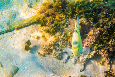 Yellow black striped fish at coral reef near Ko Lipe island, Thailand. Snorkeling underwater in...