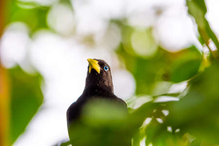 Yellow rumped bird named Cacique (latin name Cacicus cela) is hiding in the leafs of tropical tree. Small black bird with blue eyes and yellow wings is naturaly living in Brazil rainforest.