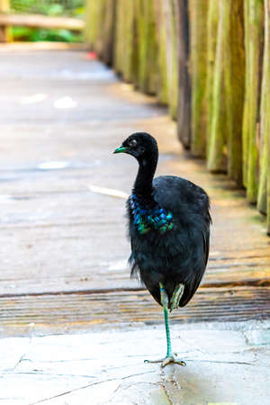 Grey-winged trumpeter (latin name Psophia crepitans) is standing on wooden path. Detail view of bird...