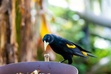 Feeding of small yellow rumped Cacique bird (latin name Cacicus cela). Bird feeder is placed on...