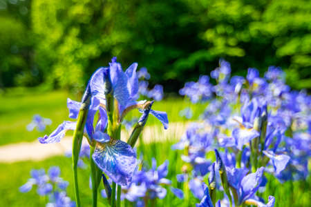 Blue english Iris flower is growing on the green meadow near Skalka areal, Mnisek pod Brdy.