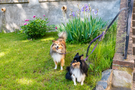 Two shetland sheepdog dogs are standing in garden in front of house.の写真素材