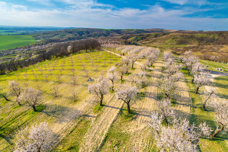 Almond tree orchard near Hustopece city in bloom. Landscape view near Palava hills, south moravia region. Beautiful spring weather during sunset.の写真素材