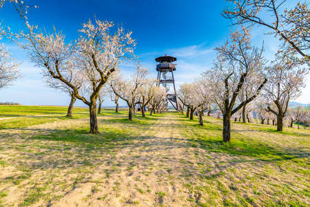 Lookout tower near Hustopece city, placed in blooming almond tree orchard. South Moravia region, Czech Republic. Spring weather during sunset.の写真素材