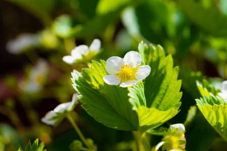 Fragaria in bloom, macro detail of white blooming plant. Green leaves.の写真素材