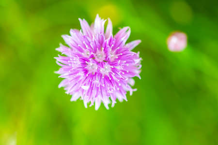 Chives, Allium schoenoprasum purple flowers and leaves, closeup macro of bloom flower. Popular garden plant, usage in kitchen and cooking.の写真素材