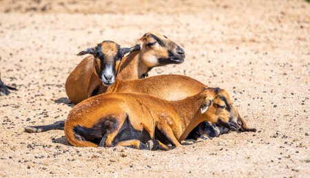 Group of cameroon sheeps (latin name Ovis aries aries) is resting at the ground.の写真素材