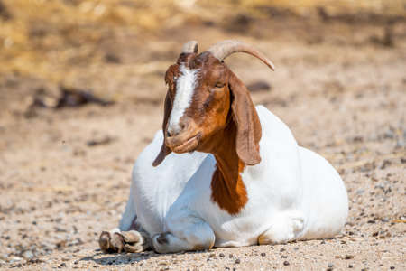 Boer goat animal (latin name Capra Hircus) is sleeping at the ground. Concept of farming.の写真素材