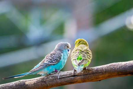Budgerigar bird (latin name Melopsittacus undulatus). Multiple colored bird is famous pet.の写真素材