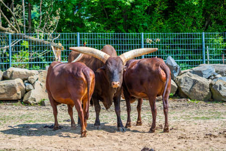 The ankole cattle (latin name Bos primigenius f. Taurus) watusi animal.の写真素材