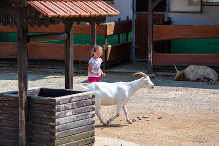 Vyskov, Czech Republic - 4.7.2021: Parents and kids are touching and feeding the goats at small farm.のeditorial素材