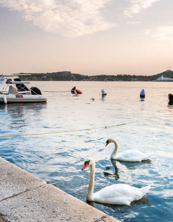 The white swan is swimming at Adriatic sea in harbor near Sibenik city, Croatia. Beautiful animal bird, magical sunset.の写真素材