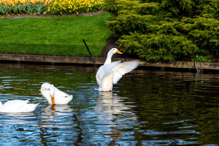 White goose is waving with wings on small water pond near the public park.の写真素材