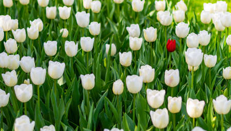 One single red tulip is growing in a field of white tulips. Concept of exceptionality and...
