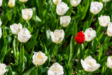 One single red tulip is growing in a field of white tulips. Concept of exceptionality and uniqueness.の写真素材
