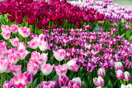 Closeup view of beautiful tulip field in bloom. Tulip flower of multiple colors - pink, yellow,...