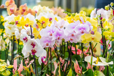 Closeup view to orchid flower Phalaenopsis. Multiple flowers of variant colors, detail macro view.の写真素材