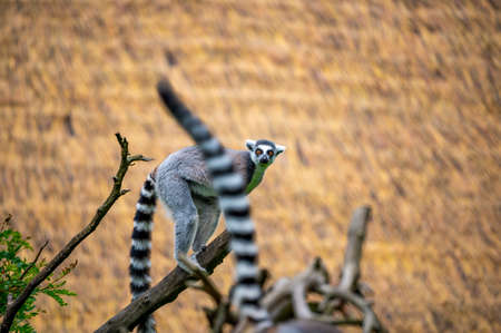 Lemur catta monkey portrait. Lemur is eating on the trunk and ground.