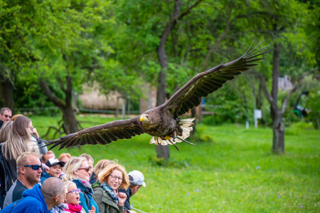 Jihlava, Czech Republic - 10.7.2022: People are watching the eagle (latin name Haliaeetus albicilla) in the fly.のeditorial素材