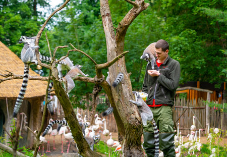 Jihlava, Czech Republic - 10.7.2022: Keeper is feeding the Lemur Catta with fruit. Lemur is sitting...