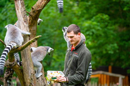 Jihlava, Czech Republic - 10.7.2022: Keeper is feeding the Lemur Catta with fruit. Lemur is sitting...