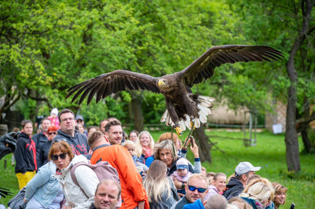 Jihlava, Czech Republic - 10.7.2022: People are watching the eagle (latin name Haliaeetus albicilla) in the fly.のeditorial素材